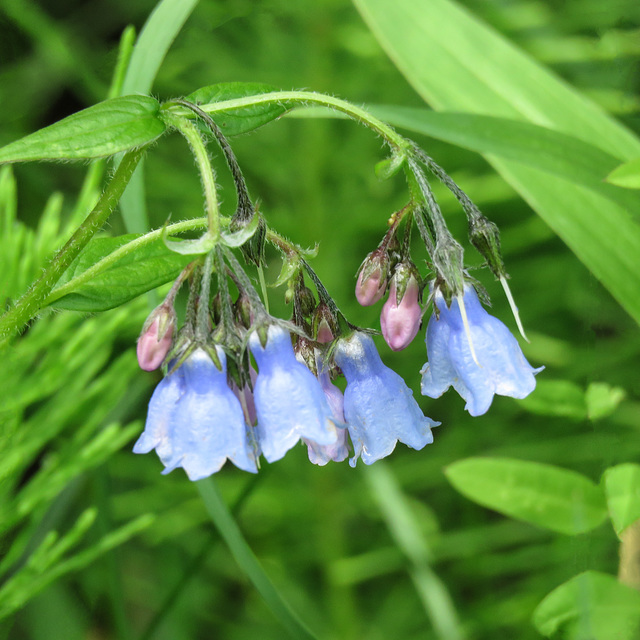 Tall Lungwort