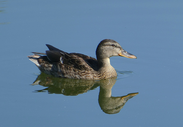 Stockente mit Spiegelbild