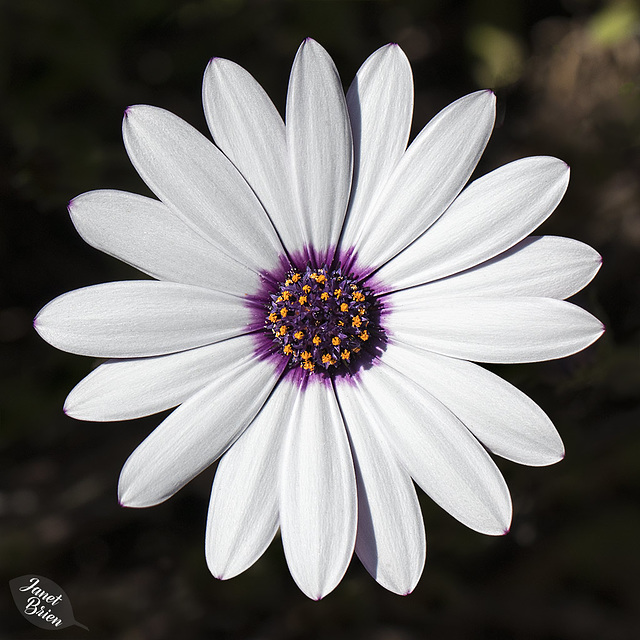 A Brilliant African Daisy from Harris Beach State Park (+7 insets)