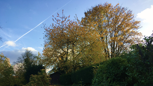 Automne au jardin