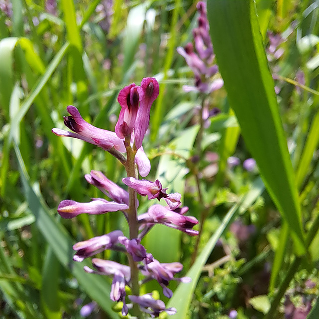 Gewöhnlicher Erdrauch (Fumaria officinalis)