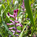 Gewöhnlicher Erdrauch (Fumaria officinalis)