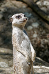 Le guetteur