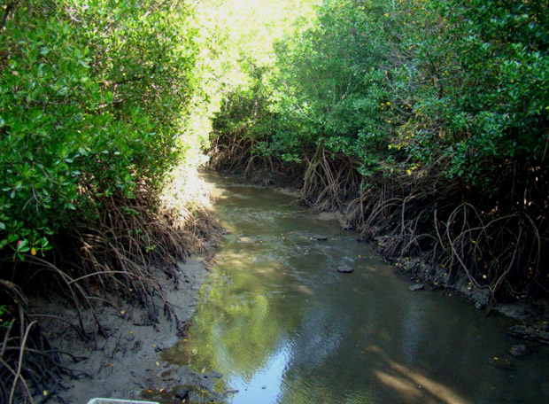 Mangroves  Darwin Northern Territory