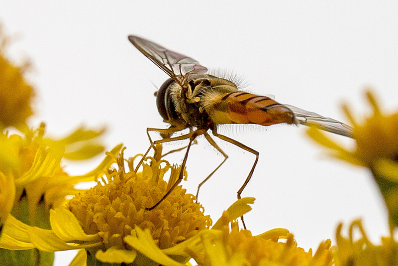 20140714 3947VRMw [D~LIP] Hainschwebfliege (Episyphus balteatus), [Wander-, Winterschwebfliege], UWZ, Bad Salzuflen