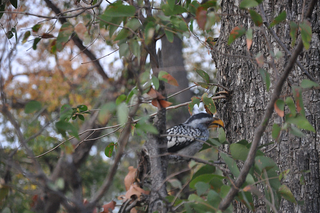 Flavbeka toko. Okavango-Delto