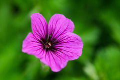 Geranium