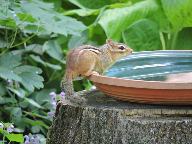 Chipmunk