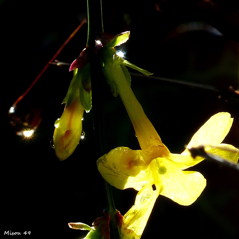 MON JARDIN