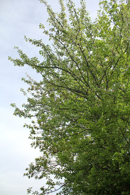 Pyrus pyraster (communis pyraster ) (1)