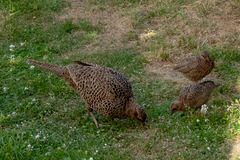 Hen Pheasant with her chicks