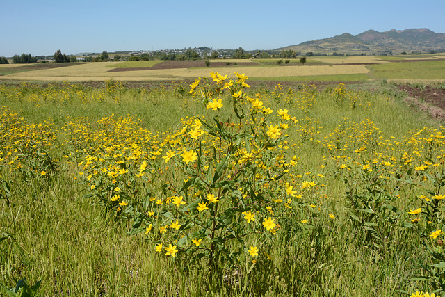 Yellow Flowers of Ethiopian Meadows