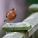 Chaffinch