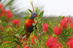 Rainbow Lorikeet