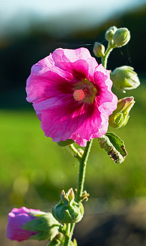 Hollyhock