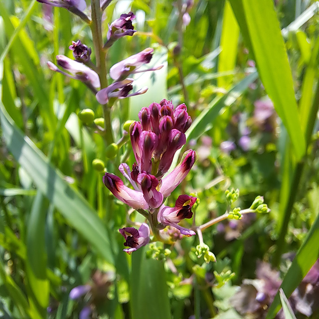 Gewöhnlicher Erdrauch (Fumaria officinalis)