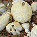 Sea-worn chalk