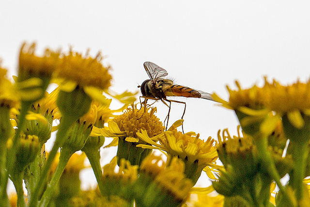 20140714 3946VRMw [D~LIP] Hainschwebfliege (Episyphus balteatus), [Wander-, Winterschwebfliege], UWZ, Bad Salzuflen