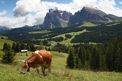 A pastoral scene in the Dolomites