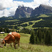 A pastoral scene in the Dolomites