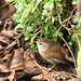 Wren rooting in the flowerbed this morning