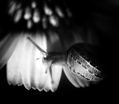 black & white snail