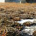 belchamp walter church, essex, moss on chest tomb