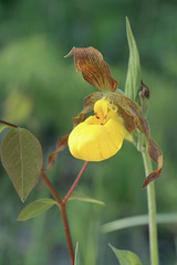 Yellow Lady's Slipper