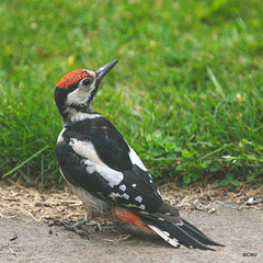 Woodpecker, grounded