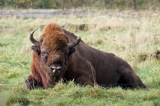 Wisent