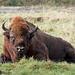 Wisent