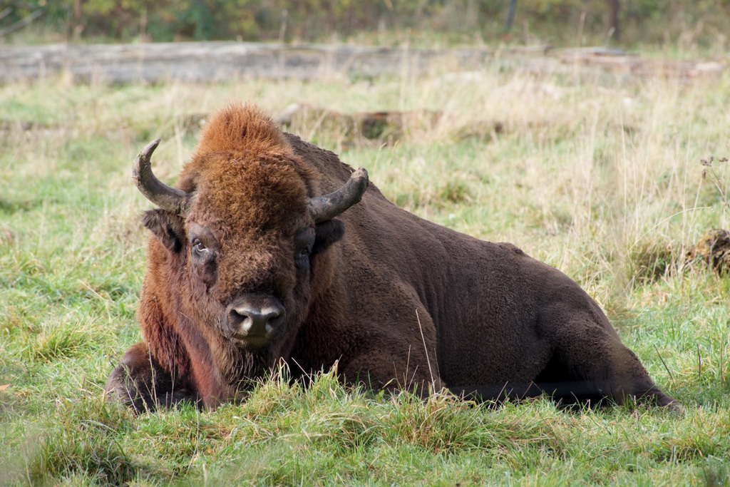 Wisent