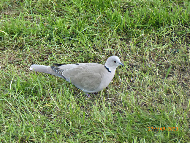 une visiteuse dans le jardin