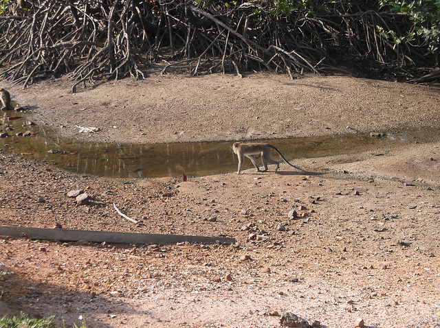 Un singe et son ruisseau Un singe et son ruisseau