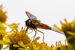 20140714 3945VRMw [D~LIP] Hainschwebfliege (Episyphus balteatus), [Wander-, Winterschwebfliege], UWZ, Bad Salzuflen