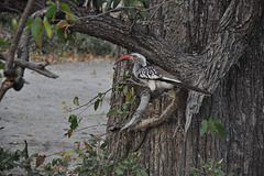 Ruĝbeka toko. Okavango-Delto