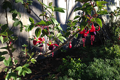 Fence with Foreground