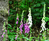 Wild Foxgloves in Gosforth Woods, Newcastle