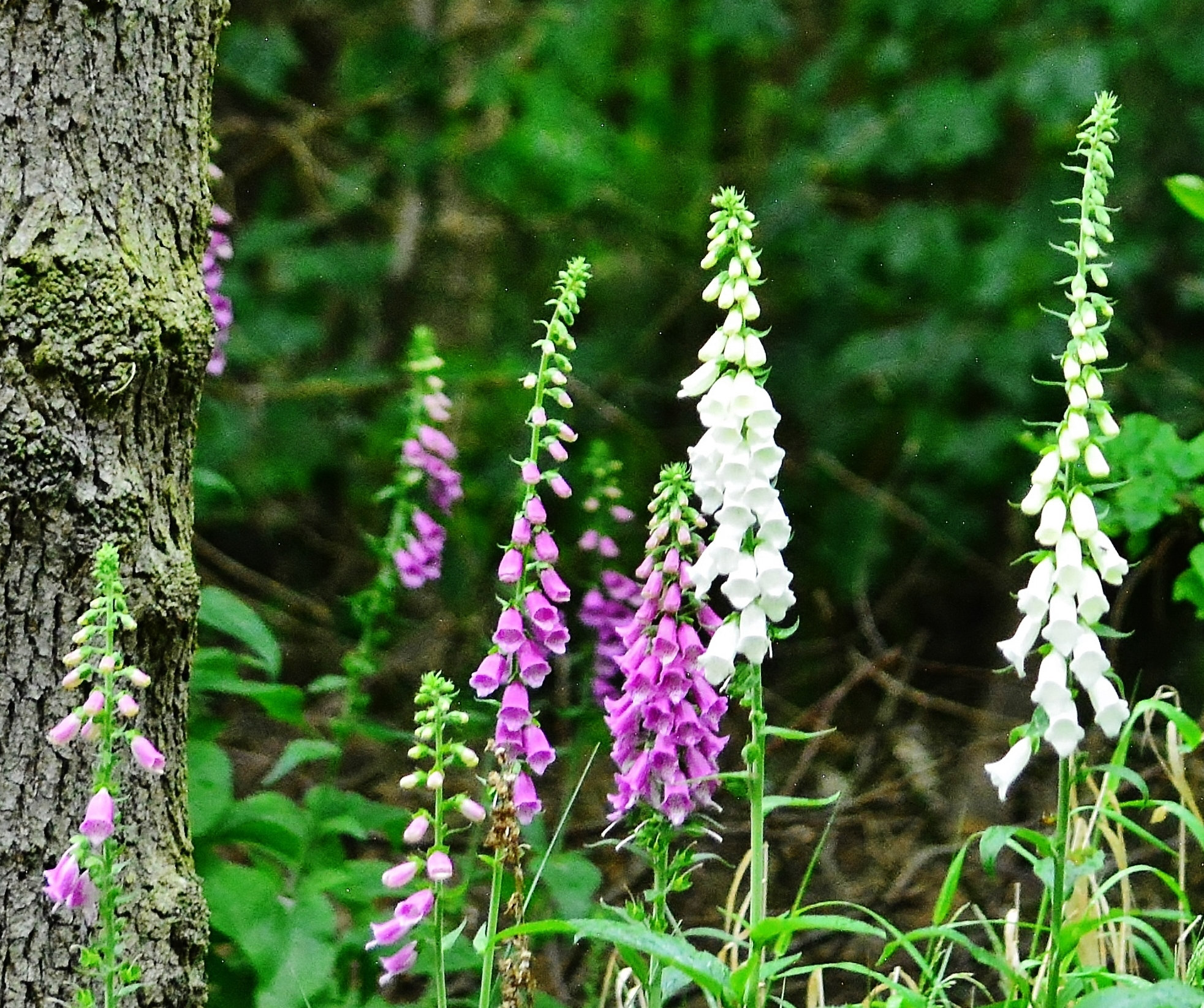 Wild Foxgloves in Gosforth Woods, Newcastle