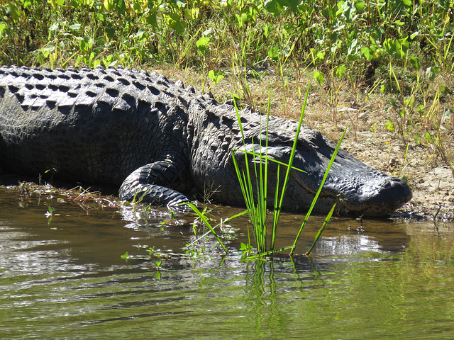 Large alligator