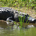 Large alligator