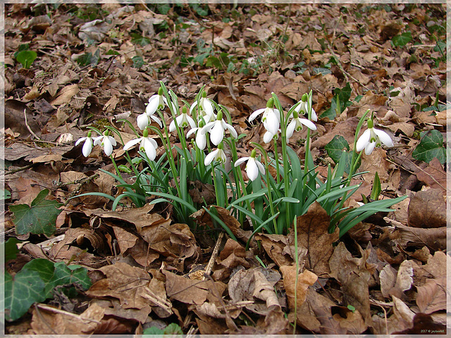 Frühlingsboten 2017