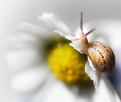 daisy & snail
