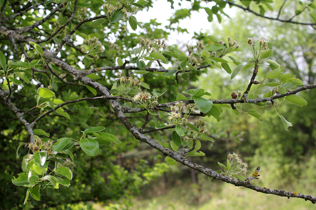 Pyrus pyraster (communis pyraster ) (2)