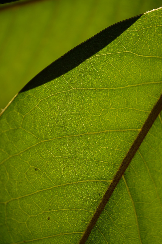 DSCF4879