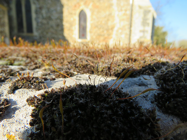 belchamp walter church, essex