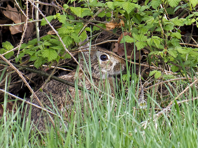 A snout appears under the brambles