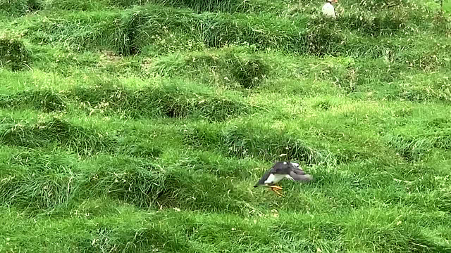 Mykines: puffins