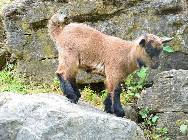 Au zoo de Mulhouse...