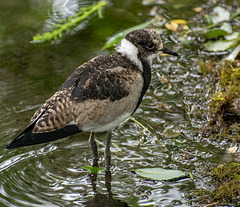 Aviary bird